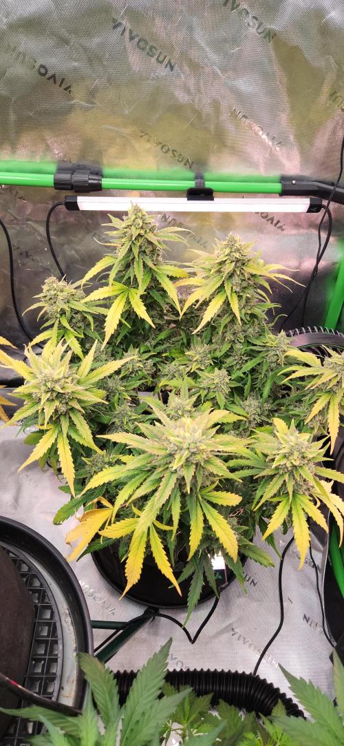 New Year Grow. Week 12