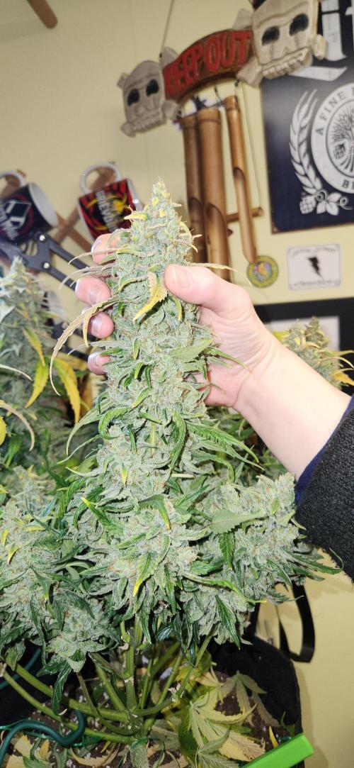 New Year Grow. Week 13