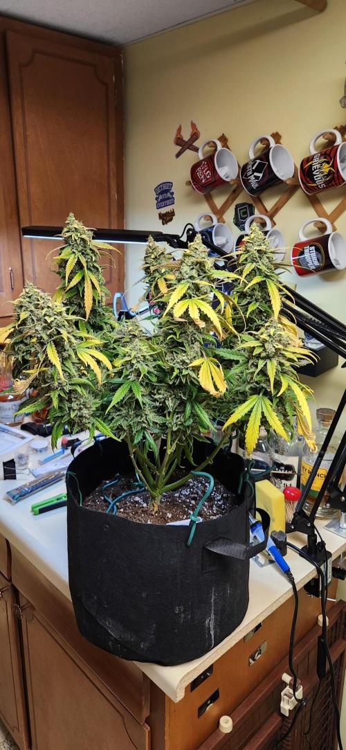 New Year Grow. Week 13