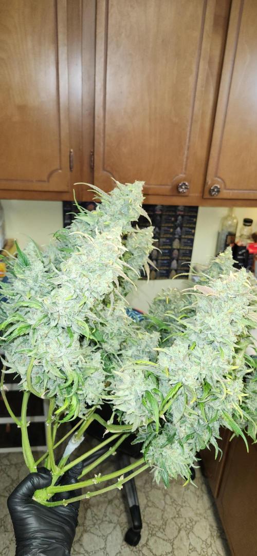 New Year Grow. Week 13