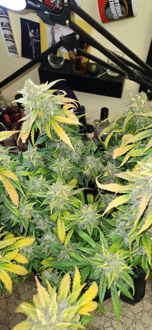 New Year Grow. Week 13