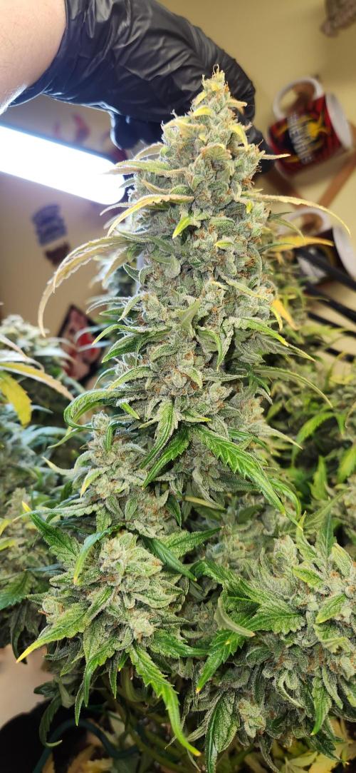New Year Grow. Week 13
