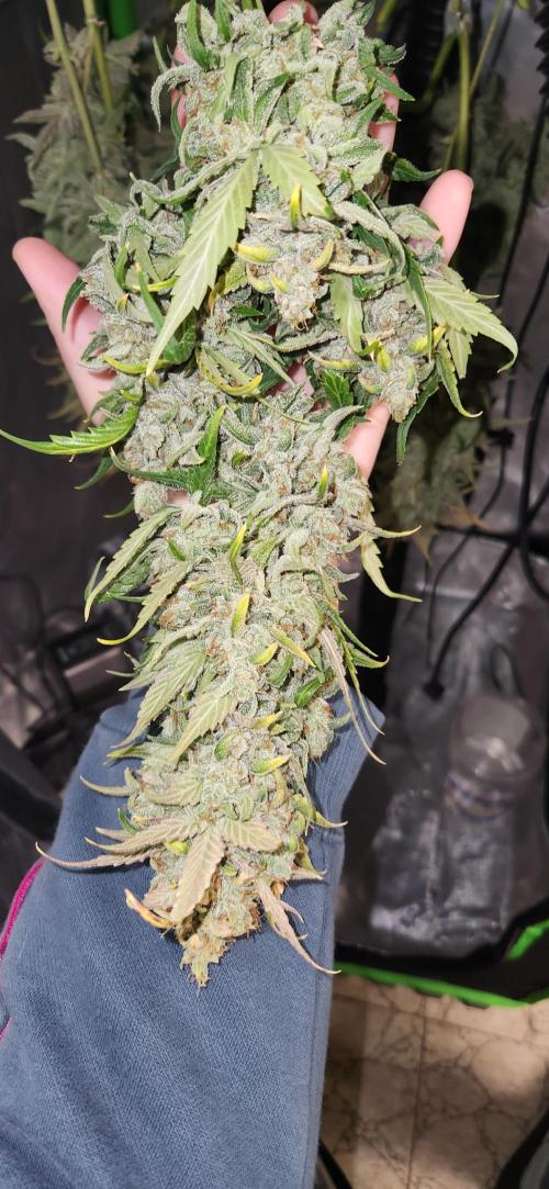New Year Grow. Week 13