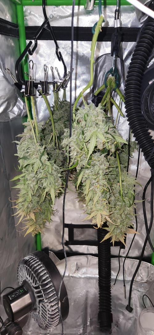New Year Grow. Week 13