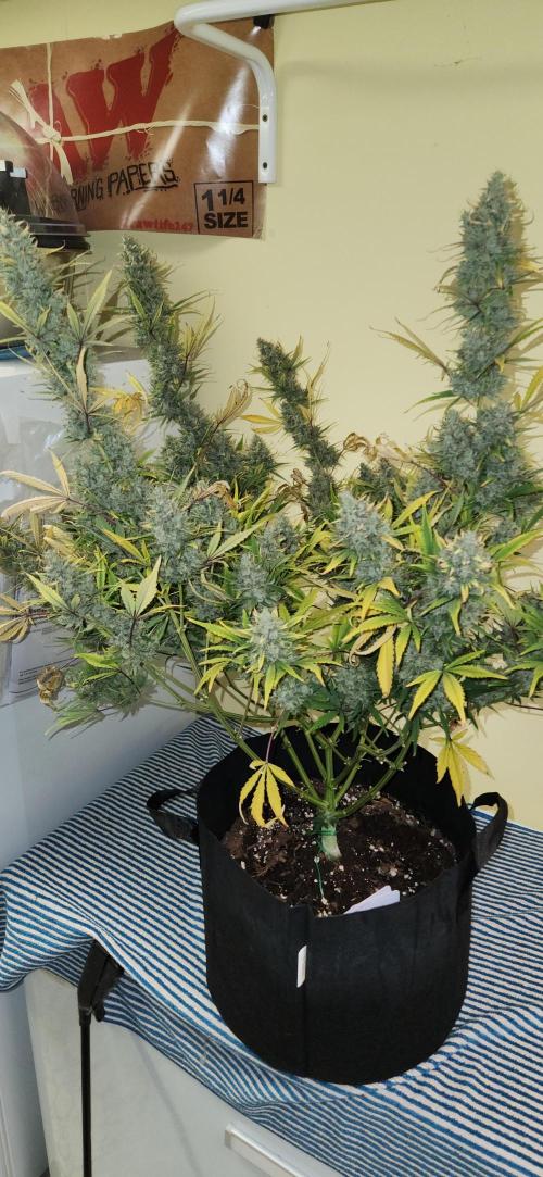 New Year Grow. Week 13