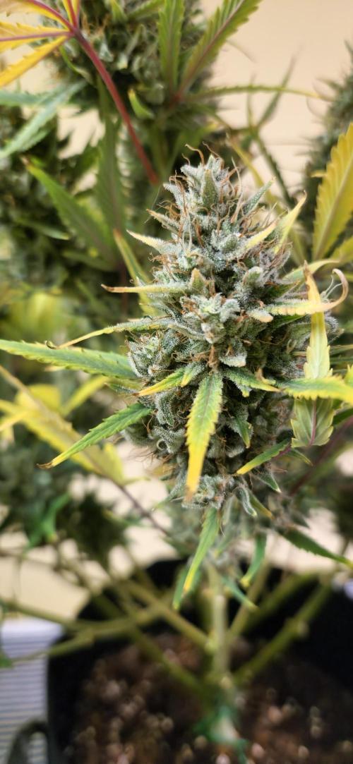 New Year Grow. Week 13