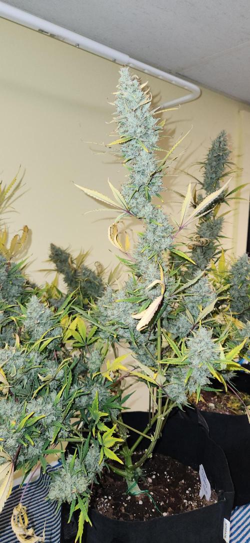 New Year Grow. Week 13
