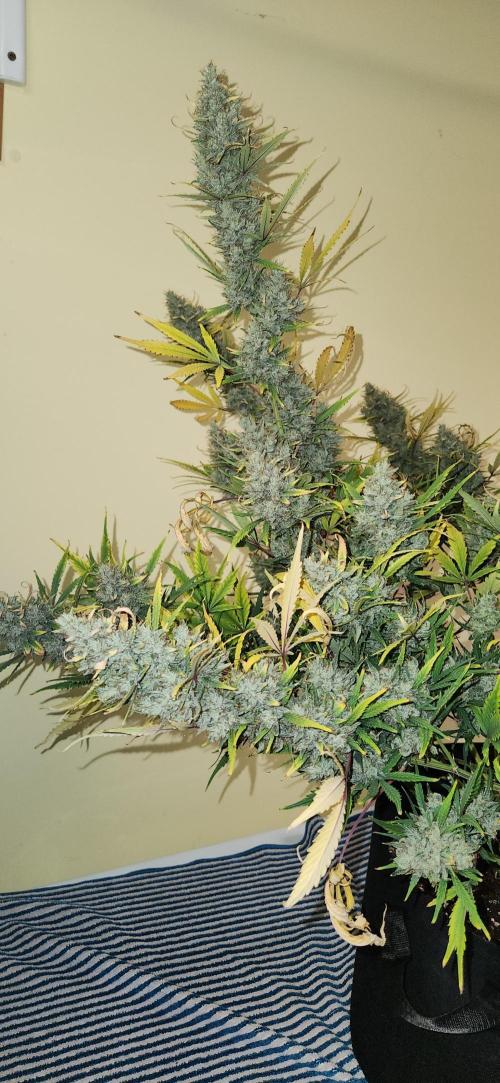 New Year Grow. Week 13