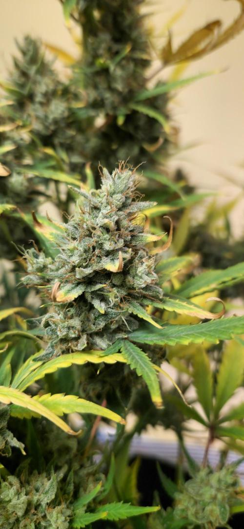New Year Grow. Week 13
