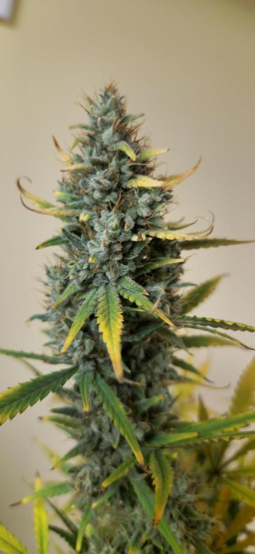 New Year Grow. Week 13