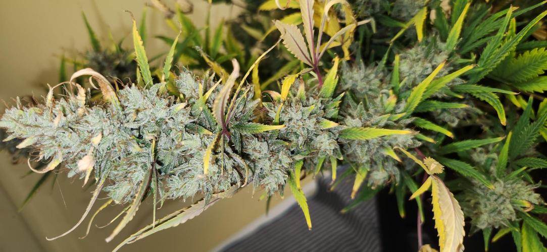 New Year Grow. Week 13