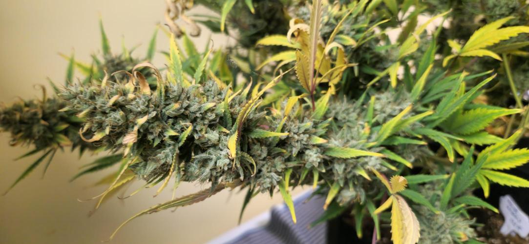 New Year Grow. Week 13