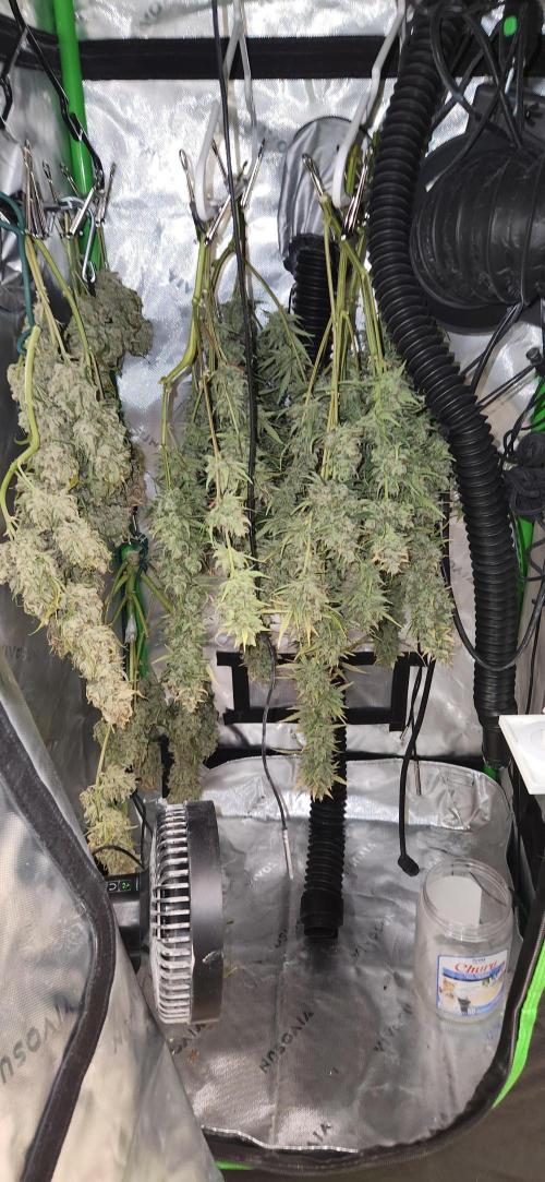 New Year Grow. Week 13