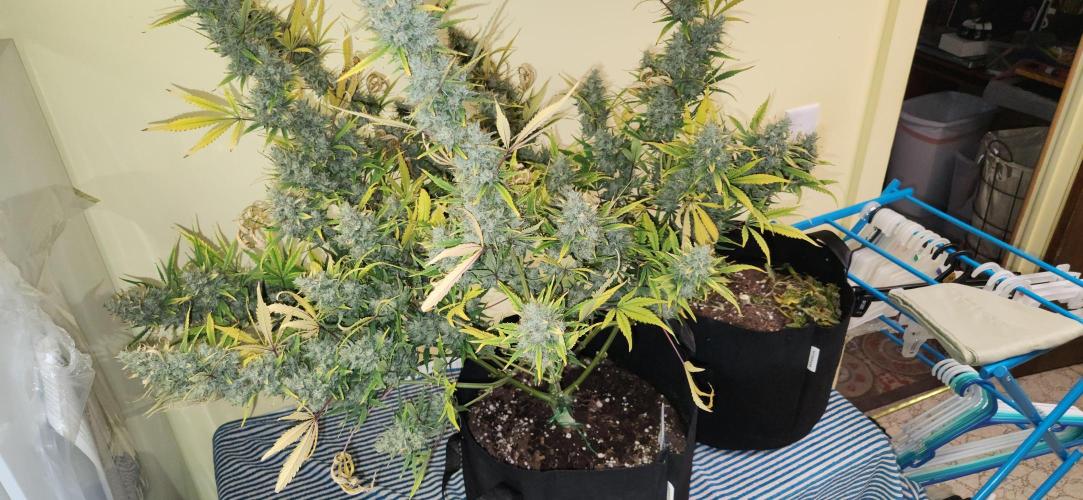 New Year Grow. Week 13