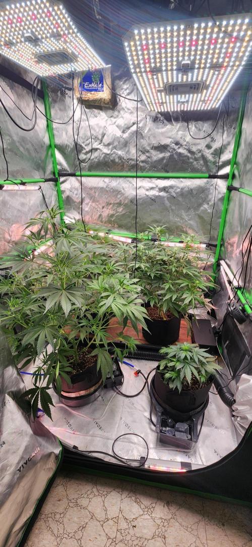 Can't Stop Won't Stop. Week 6