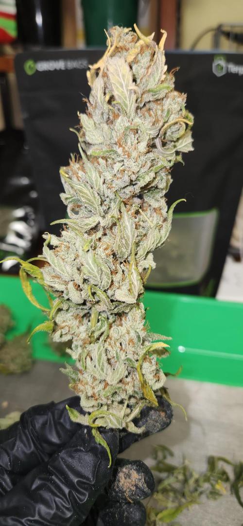 New Year Grow. Week 13