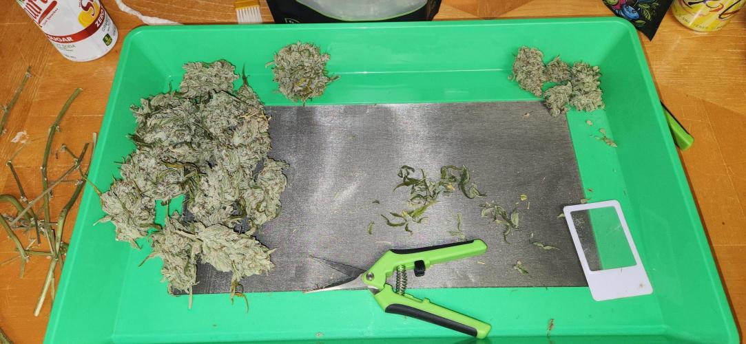 New Year Grow. Week 13