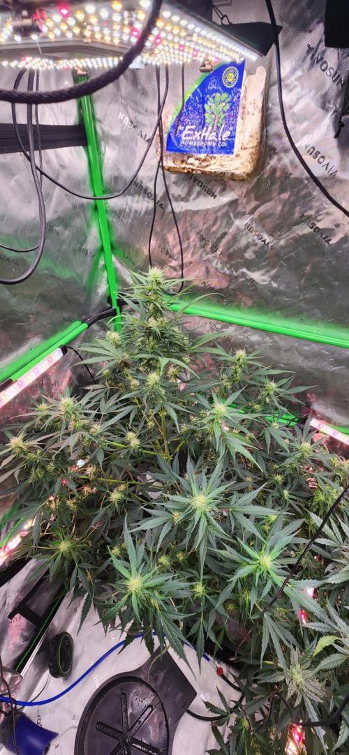 Can't Stop Won't Stop. Week 9