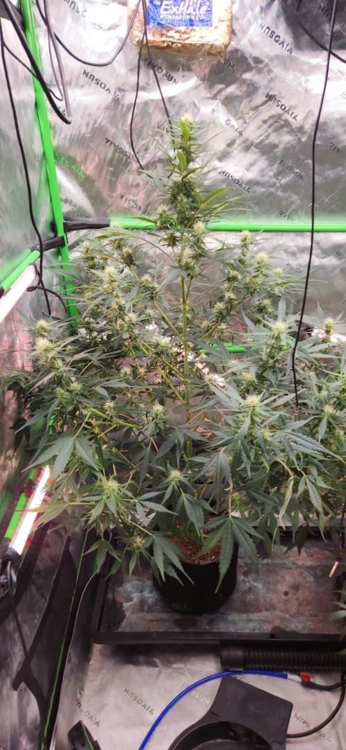 Can't Stop Won't Stop. Week 9