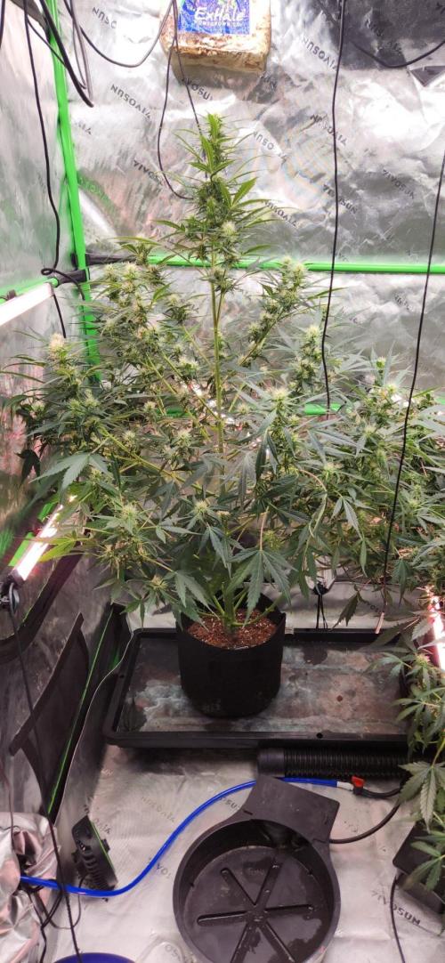 Can't Stop Won't Stop. Week 9