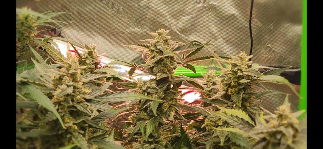 Can't Stop Won't Stop. Week 10 - Mendo