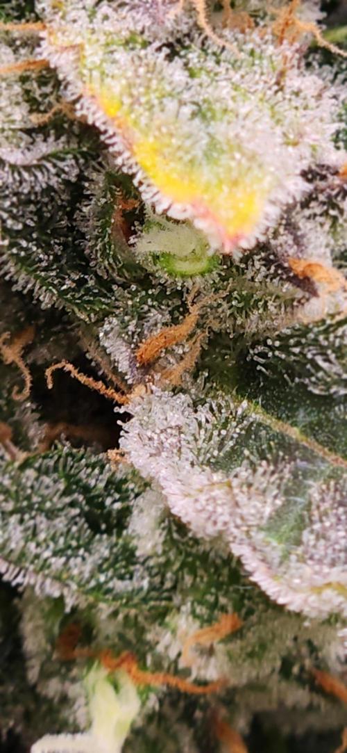 Can't Stop Won't Stop. Week 10 - Mendo Trichome check, bout one more week