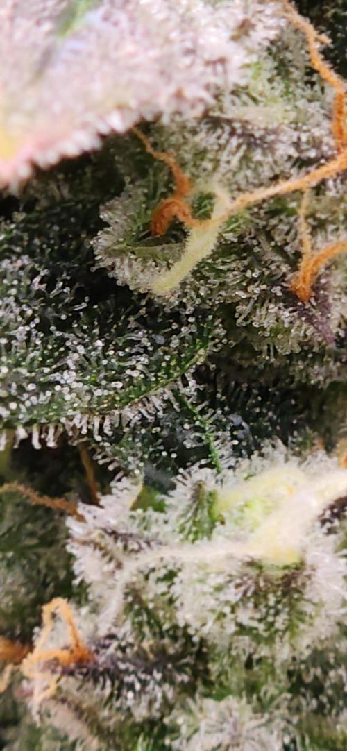 Can't Stop Won't Stop. Week 10 - Mendo Trichome check, bout one more week