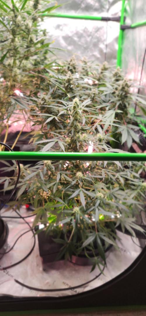 Can't Stop Won't Stop. Week 10 - Moon cheese