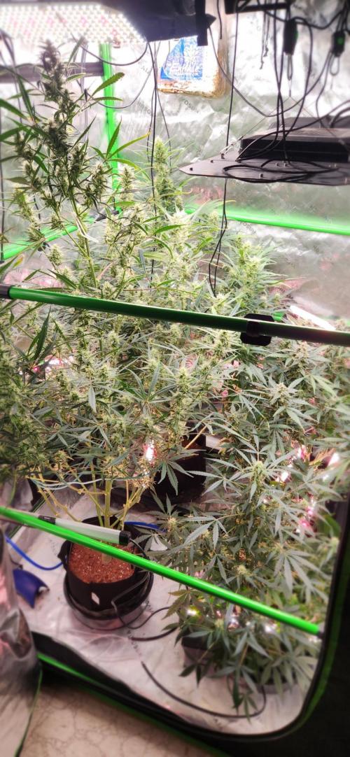 Can't Stop Won't Stop. Week 10 - Full tent
