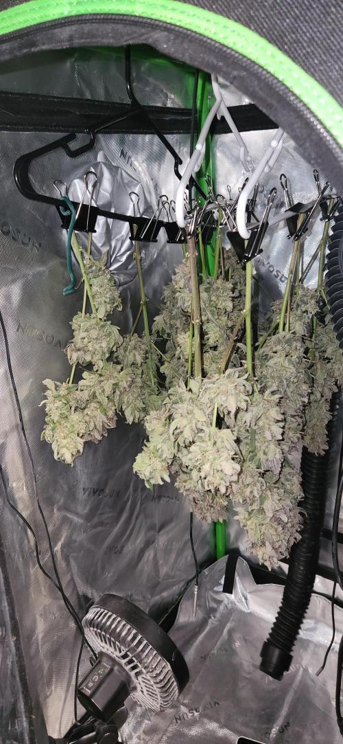 Can't Stop Won't Stop. Week 11