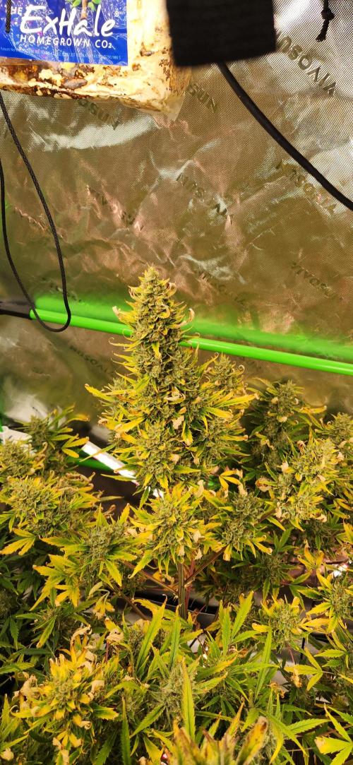 Can't Stop Won't Stop. Week 13