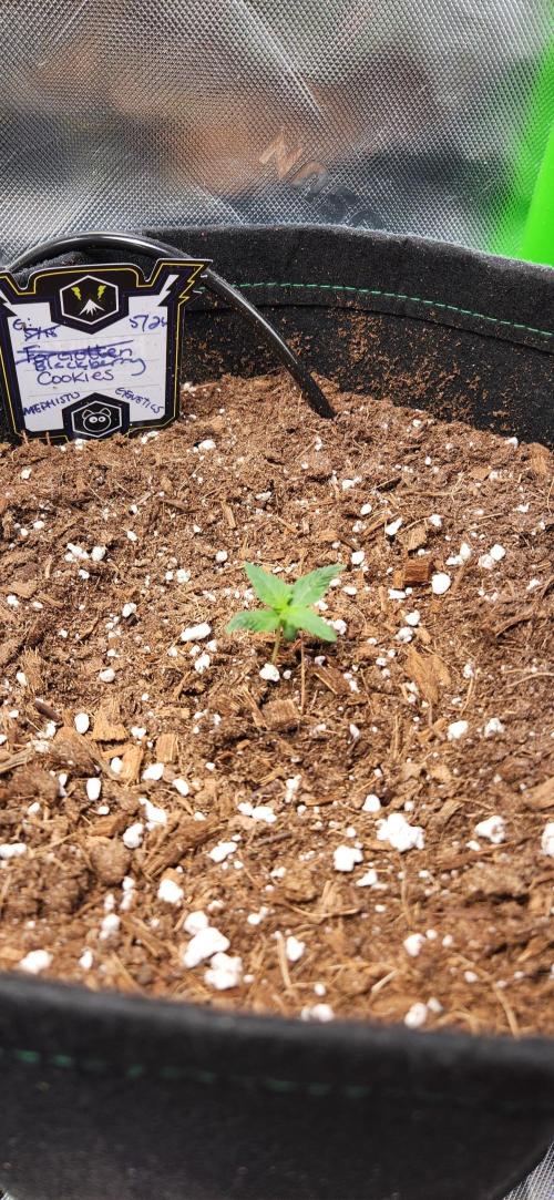 Summer Grow. Week 0