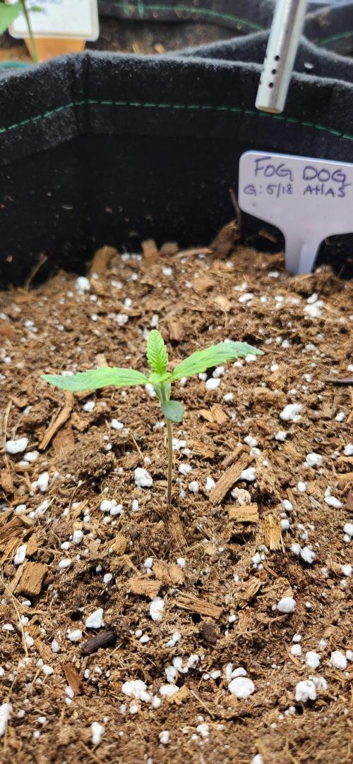 Summer Grow. Week 0