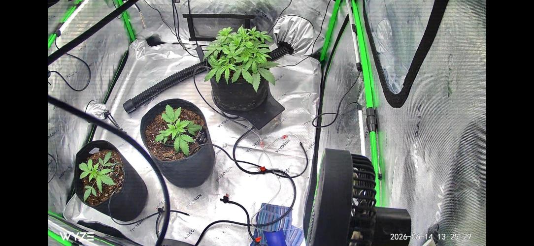 Summer Grow. Week 3
