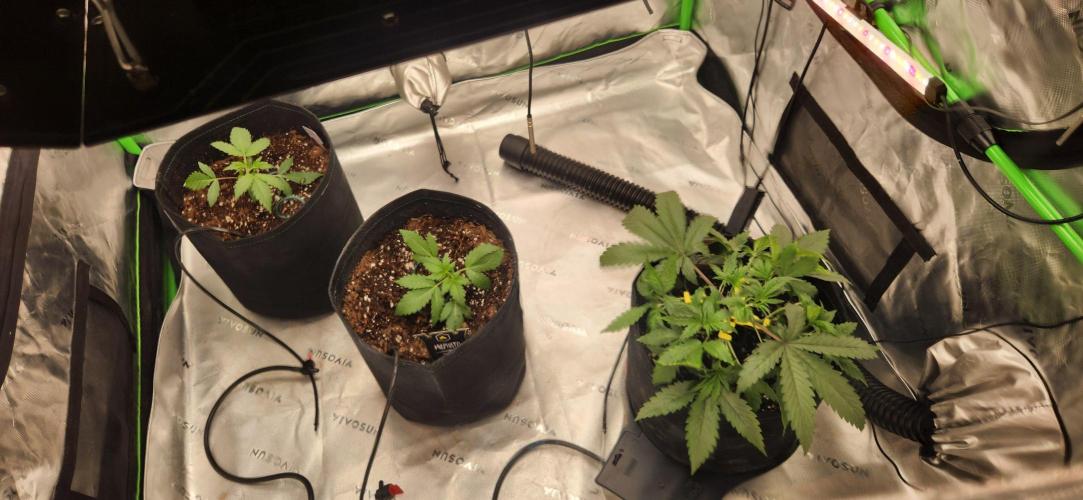 Summer Grow. Week 3