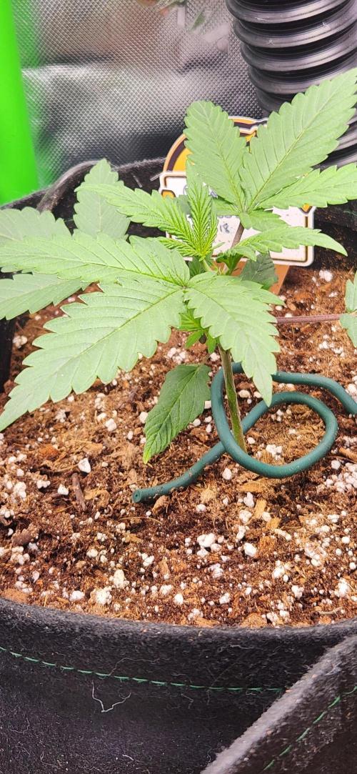 Summer Grow. Week 3