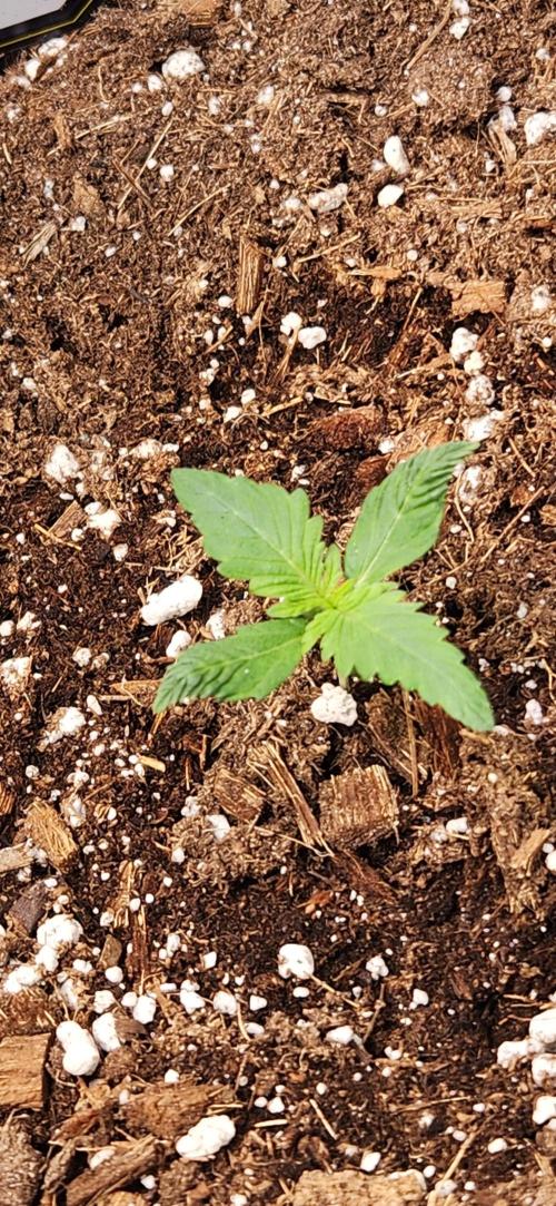 Summer Grow. Week 3