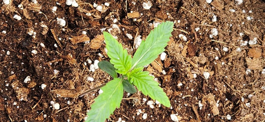 Summer Grow. Week 3