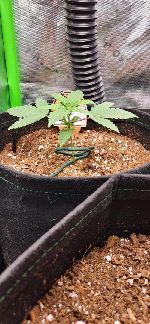 Summer Grow. Week 3