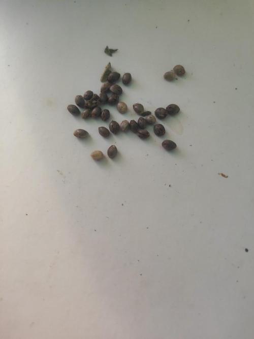 mission impossible 2025-2026. Week 0