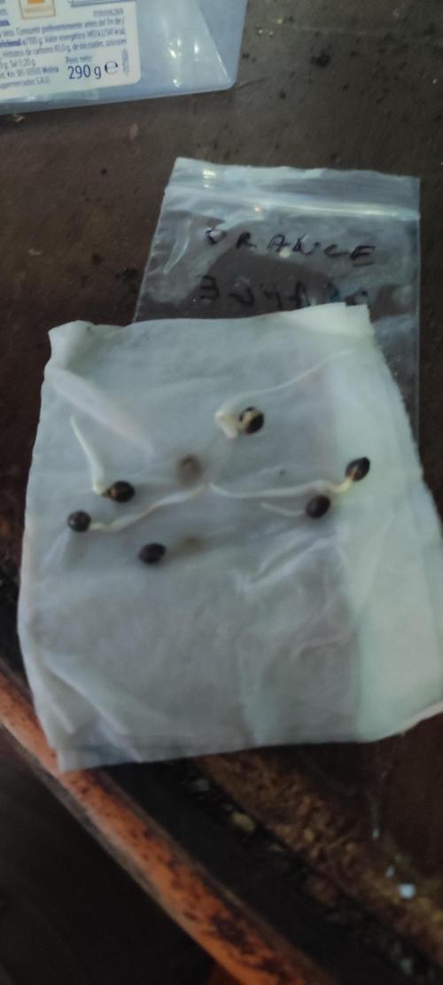 mission impossible 2025-2026. Week 0