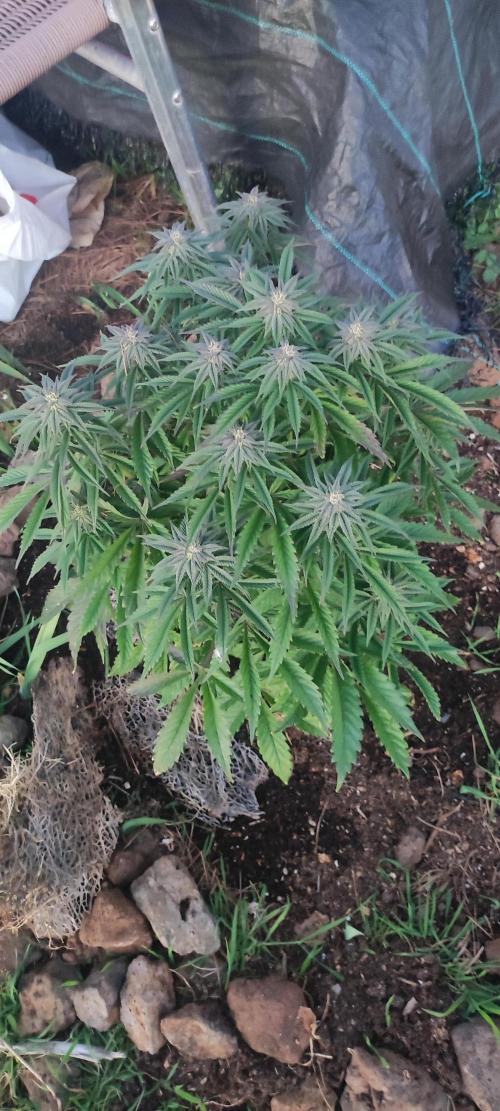 mission impossible 2025-2026. Week 14