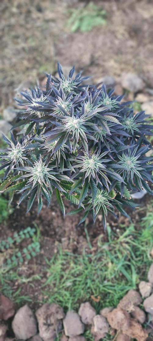 mission impossible 2025-2026. Week 14