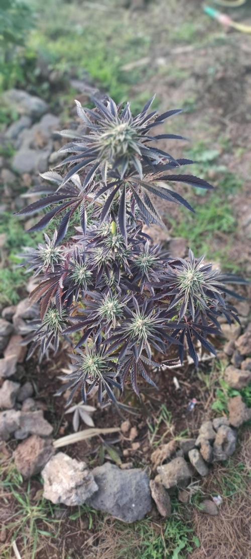 mission impossible 2025-2026. Week 14