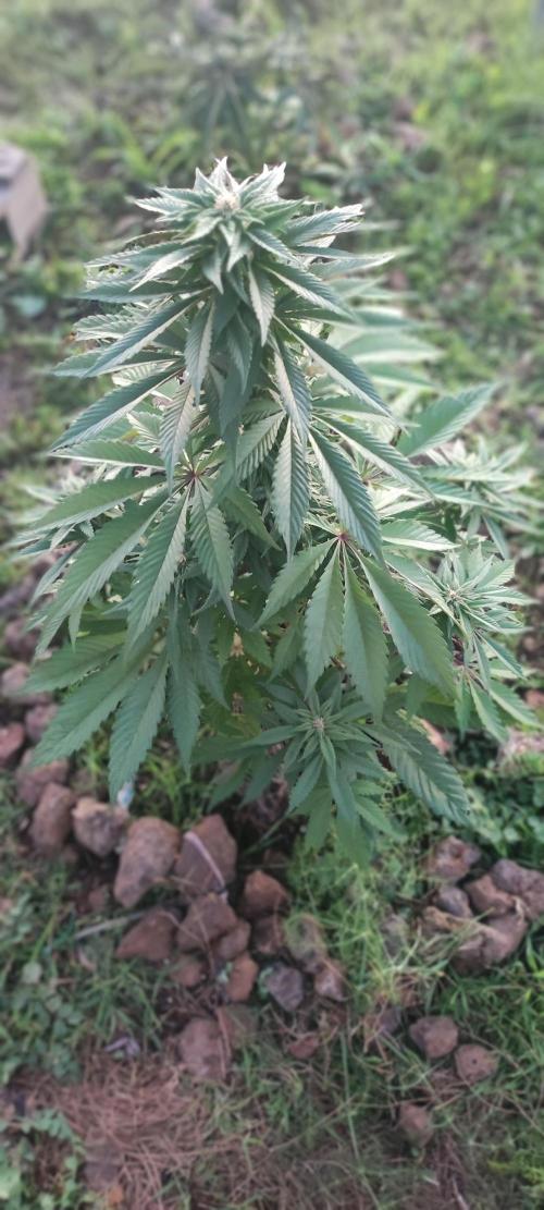 mission impossible 2025-2026. Week 14