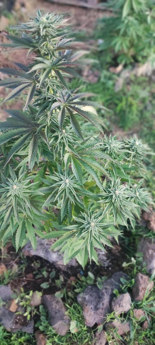 mission impossible 2025-2026. Week 14