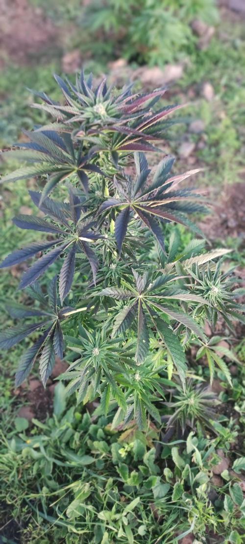 mission impossible 2025-2026. Week 14