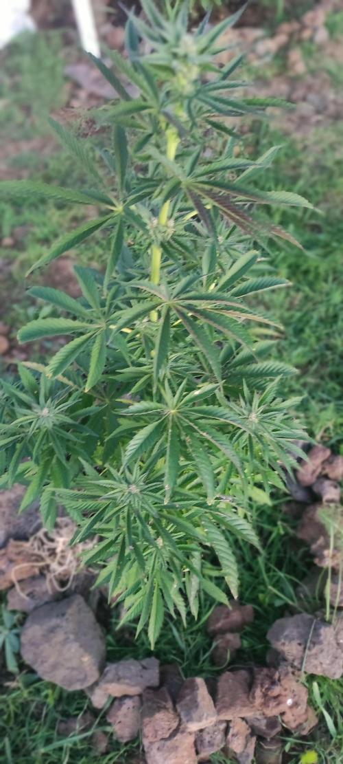 mission impossible 2025-2026. Week 14