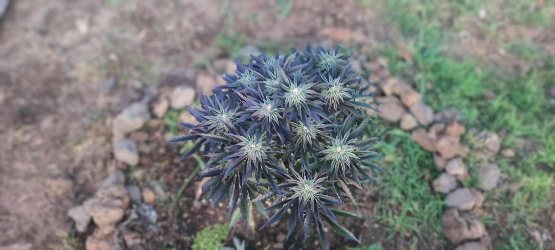 mission impossible 2025-2026. Week 14