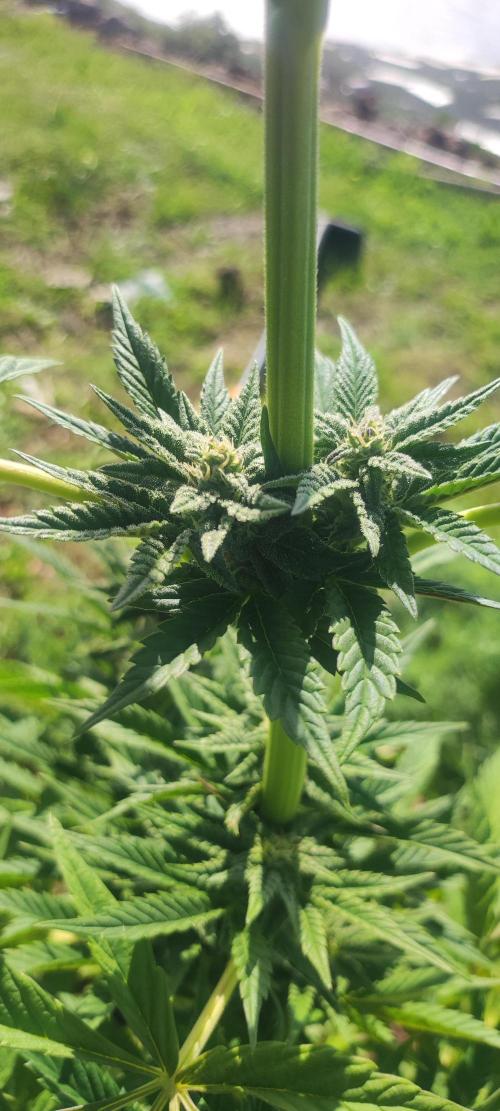 mission impossible 2025-2026. Week 14